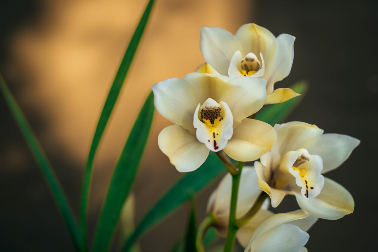 White Orchids Poster och Canvastavla