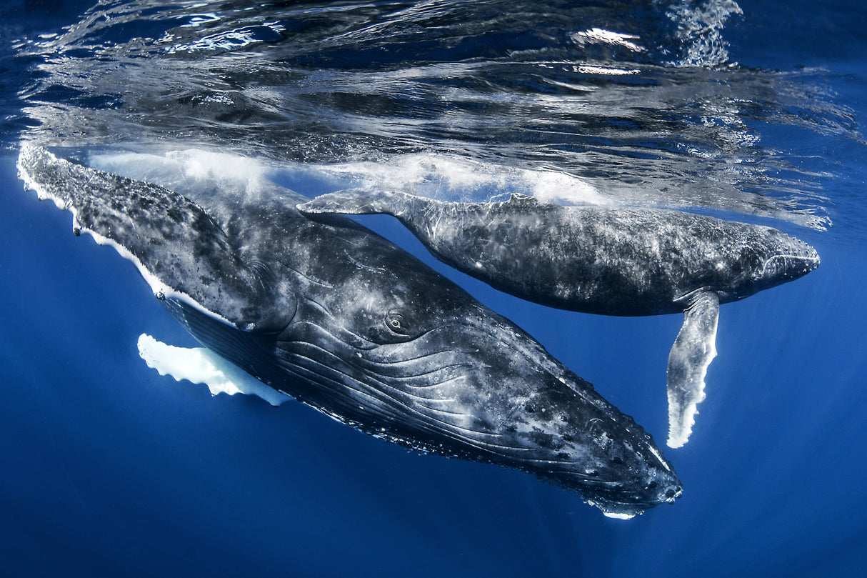 Humphback whale and calf, Reunion Island Poster och Canvastavla