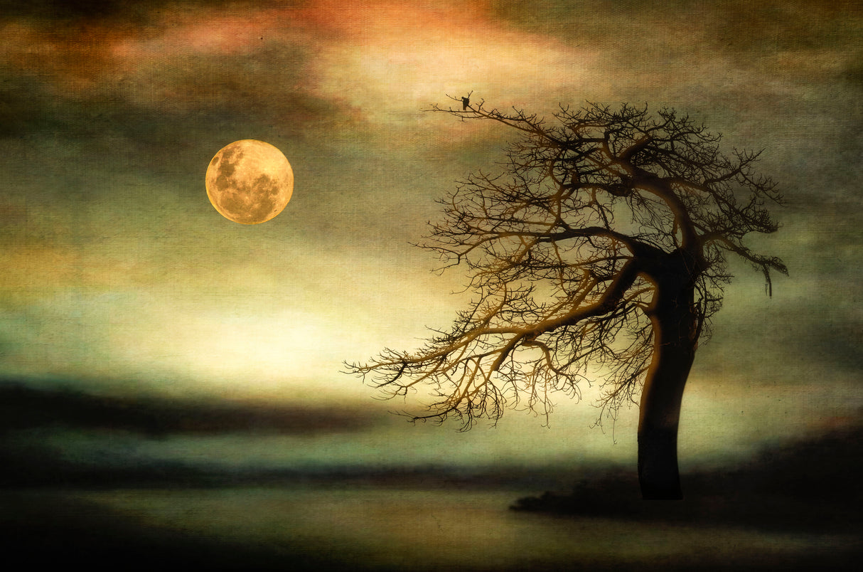 And the moon stood still for the nightbird's song... Poster och Canvastavla