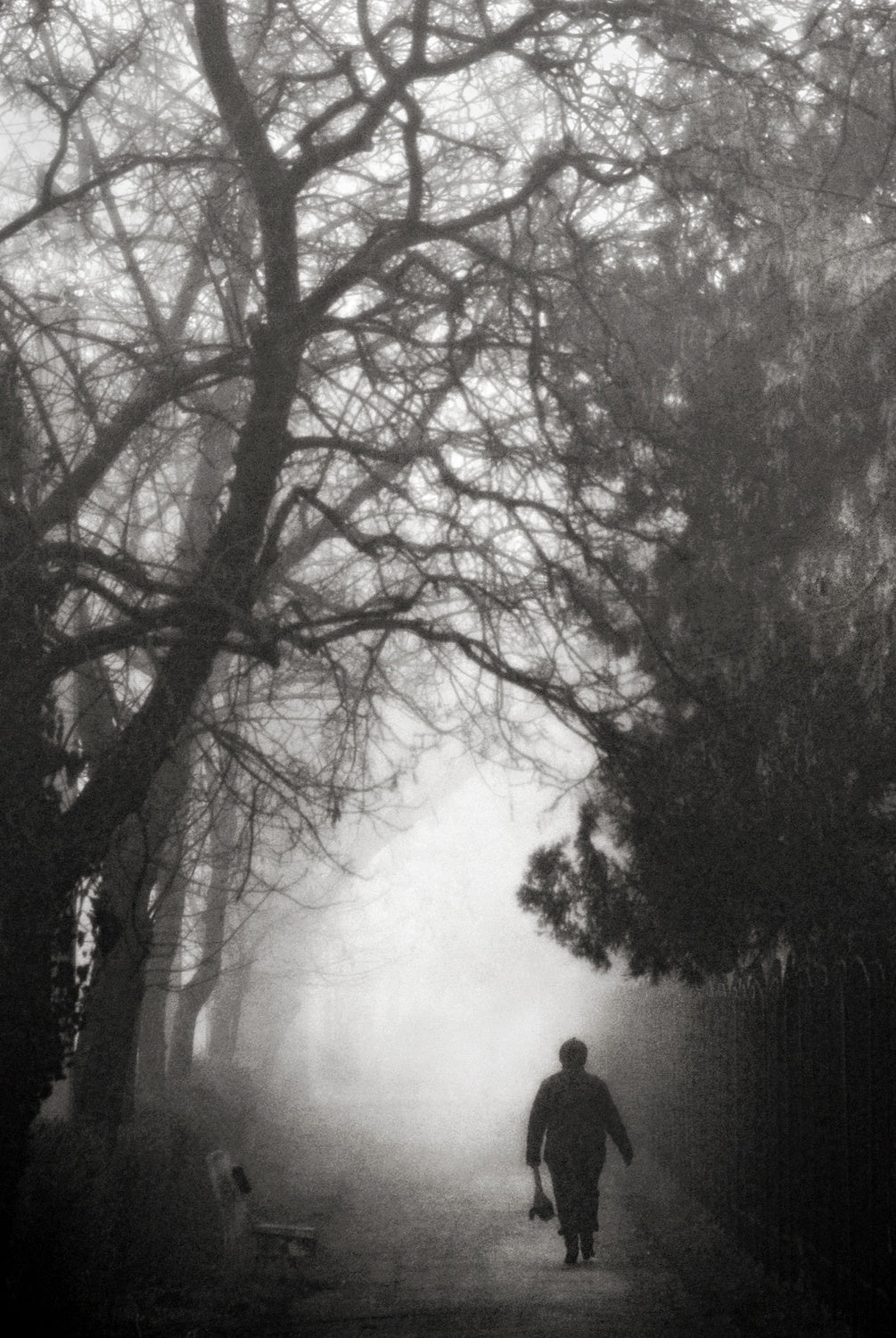 days of mist Poster och Canvastavla