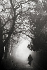days of mist Poster och Canvastavla
