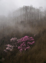 Purple Magnolia-4 Poster och Canvastavla