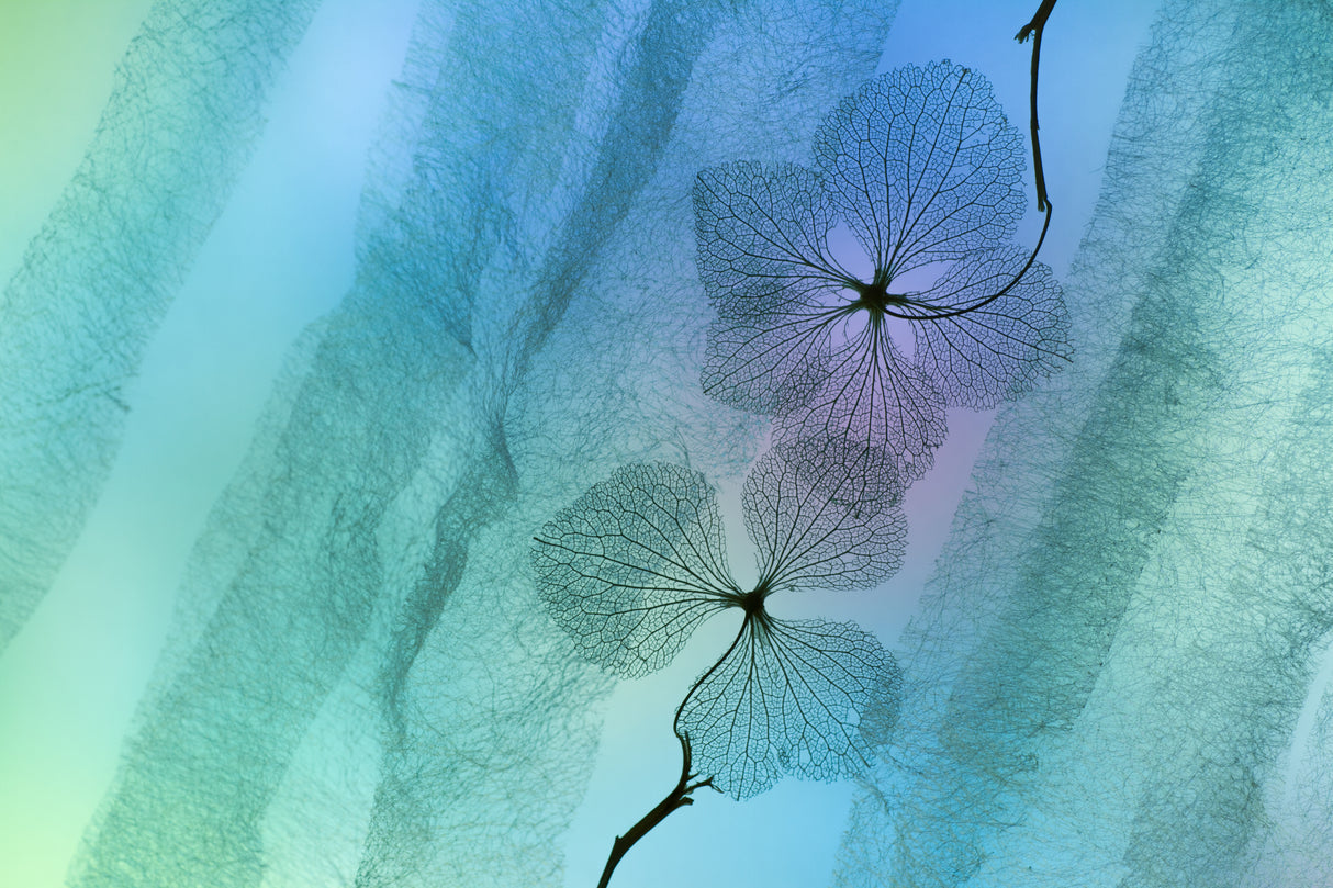 Hydrangea Poster och Canvastavla