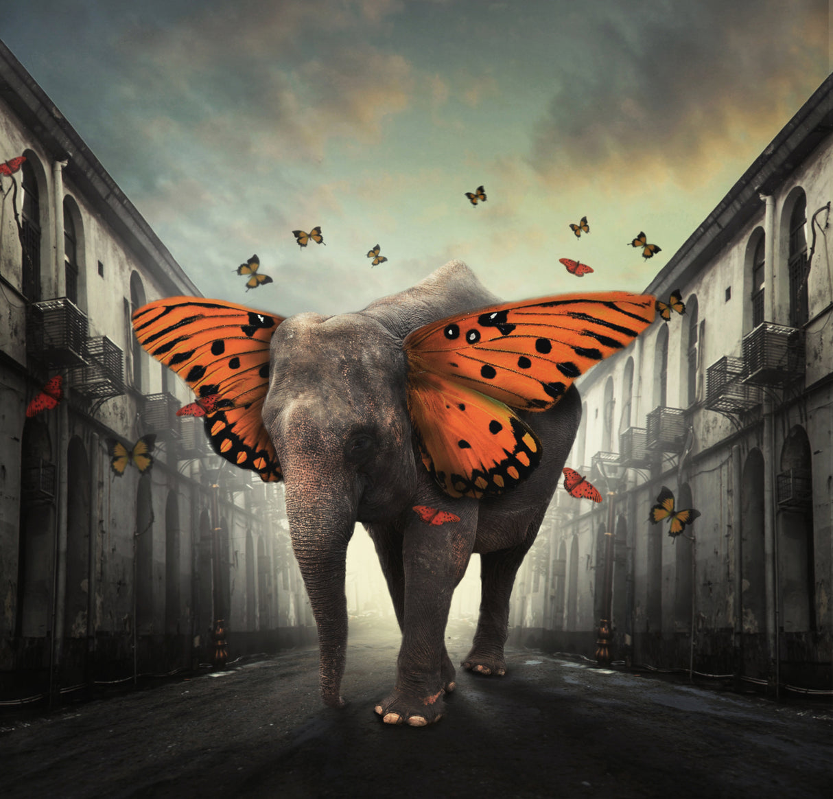 Butterphant Poster och Canvastavla