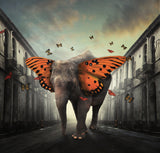 Butterphant Poster och Canvastavla