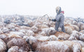 Migration during snow blizzards Poster och Canvastavla