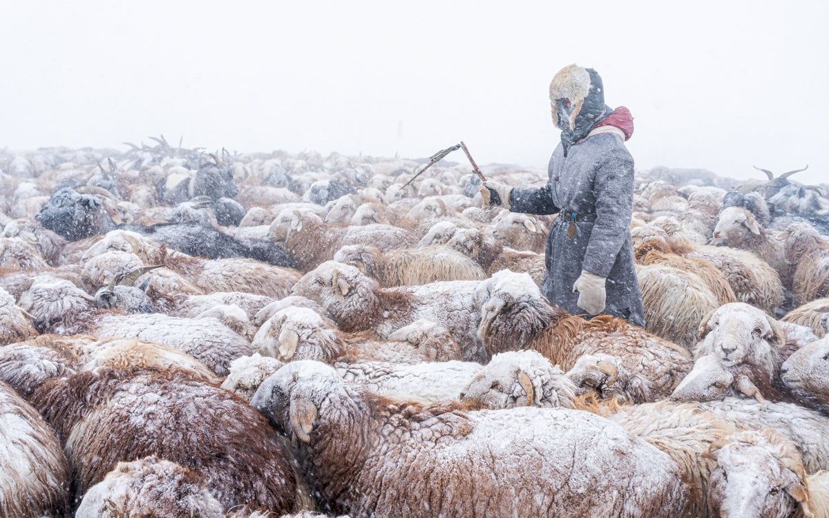 Migration during snow blizzards Poster och Canvastavla