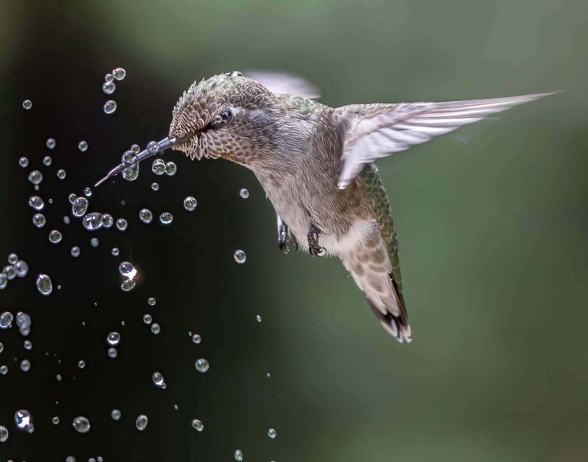 Happy hummingbird Poster och Canvastavla