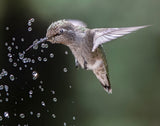 Happy hummingbird Poster och Canvastavla