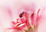 Ladybird on Gerbera Poster och Canvastavla