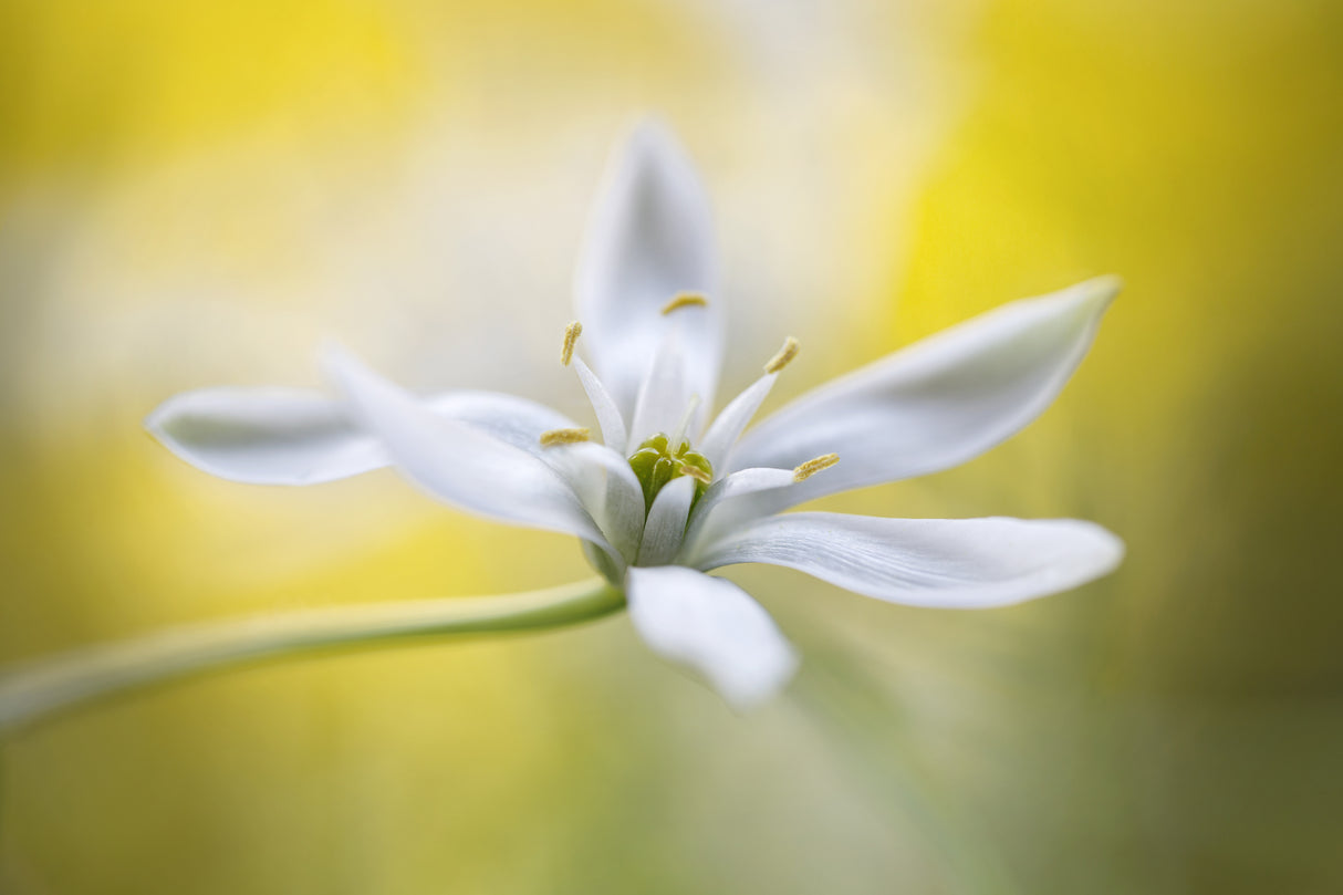 Ornithogalum Poster och Canvastavla
