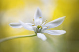 Ornithogalum Poster och Canvastavla