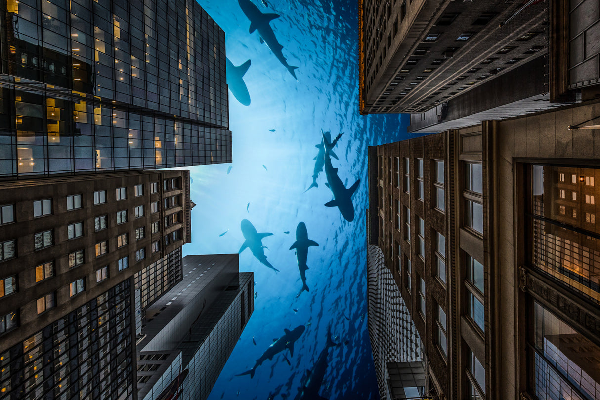 Sharks Night in New York city! Poster och Canvastavla