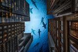 Sharks Night in New York city! Poster och Canvastavla