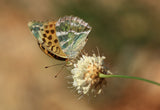 Silver-washed Fritillary Poster och Canvastavla