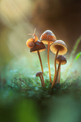 a Lone Snail on a Mushroom Poster och Canvastavla