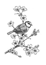 Parus on a Cherry Branch Poster och Canvastavla