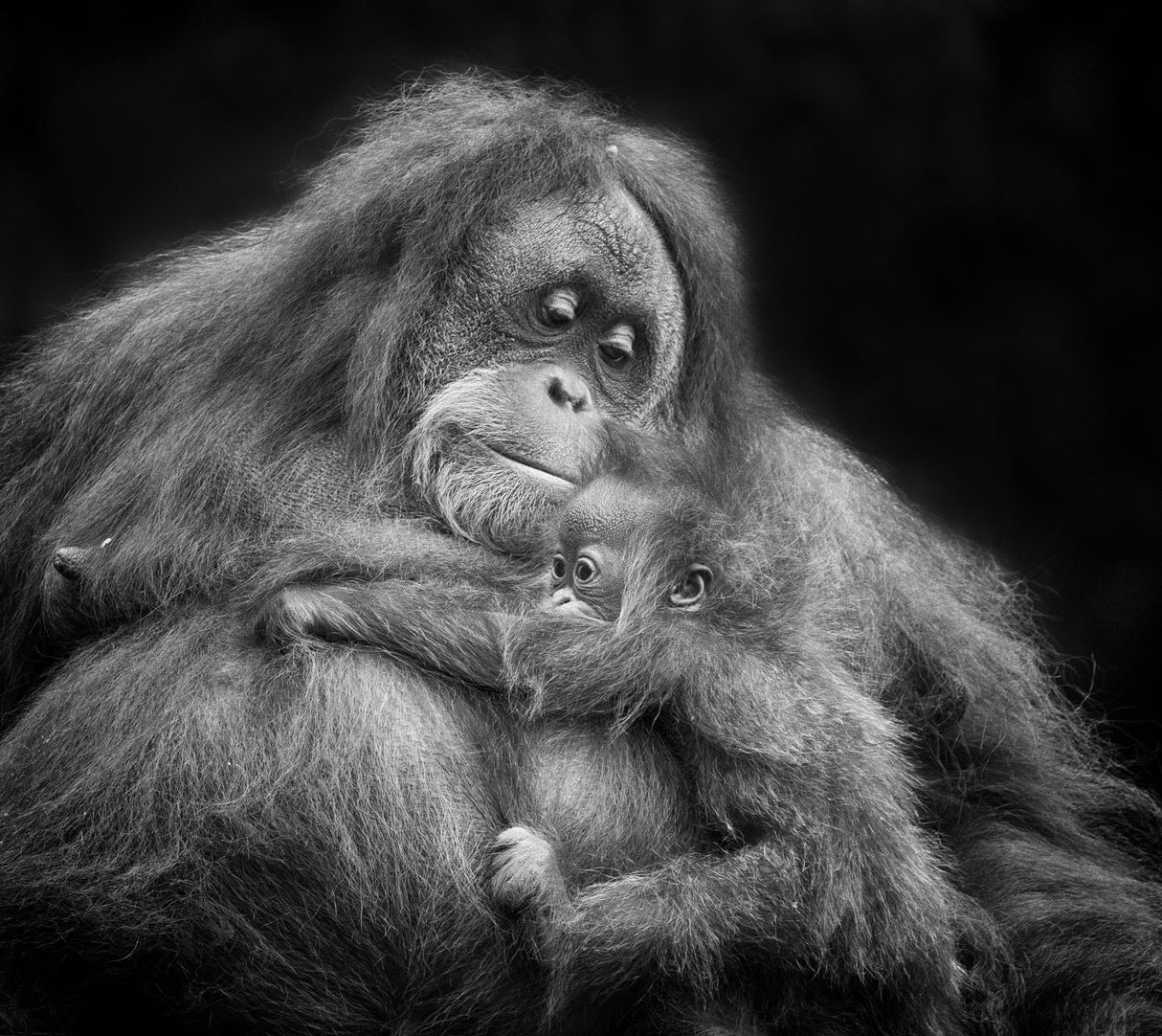 Mother's Love Poster och Canvastavla