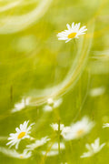 Daisies Poster och Canvastavla