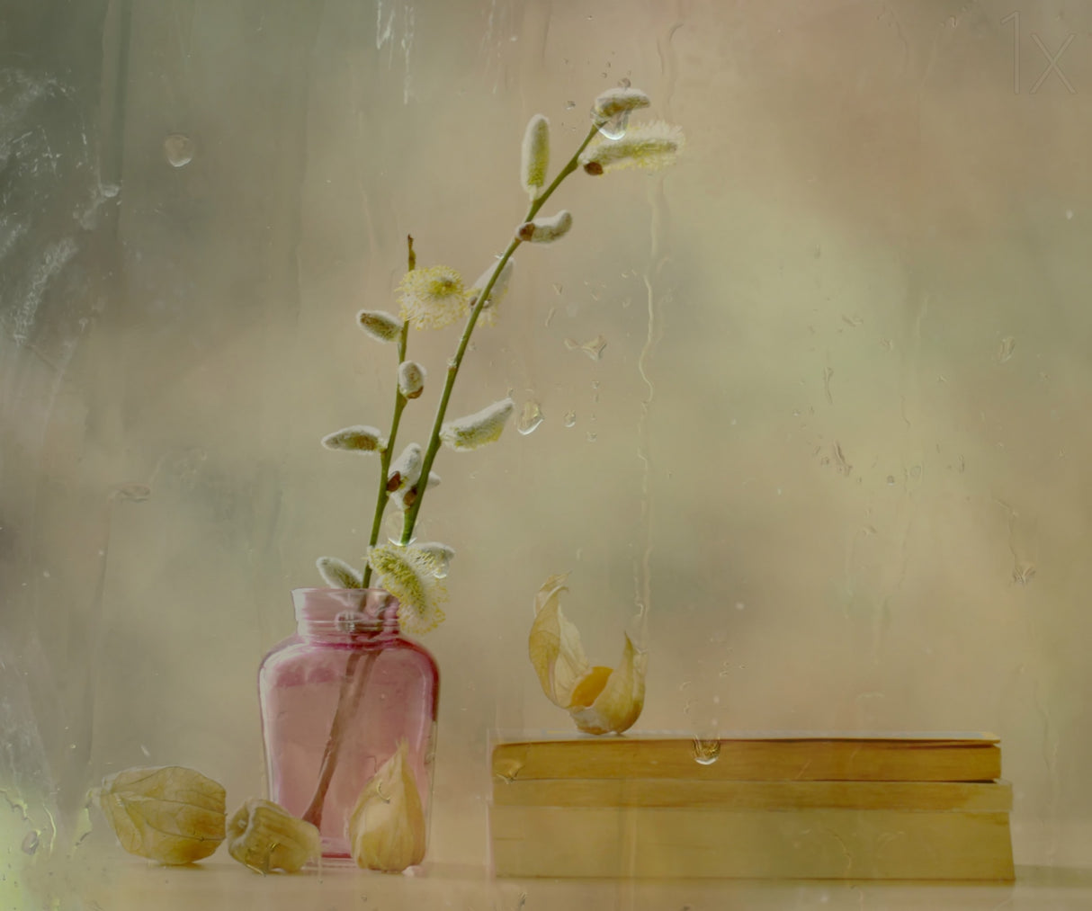 Physalis Poster och Canvastavla
