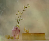Physalis Poster och Canvastavla