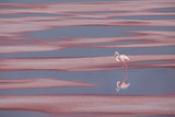 Pink into the pink Poster och Canvastavla