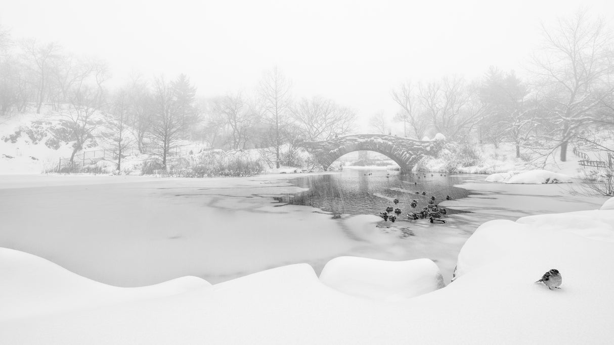 The first snow of central park Poster och Canvastavla
