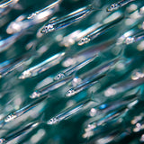 Sardines march Poster och Canvastavla