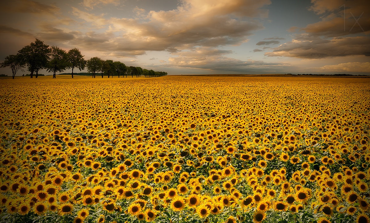 Sunflowers Poster och Canvastavla