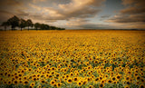 Sunflowers Poster och Canvastavla