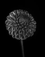Dahlia Poster och Canvastavla