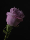 Pink Rose Poster och Canvastavla