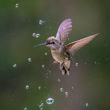 Through Water Drops Poster och Canvastavla