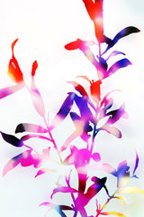Florescence Viola Flowers Poster och Canvastavla