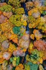 Autumn firework Poster och Canvastavla