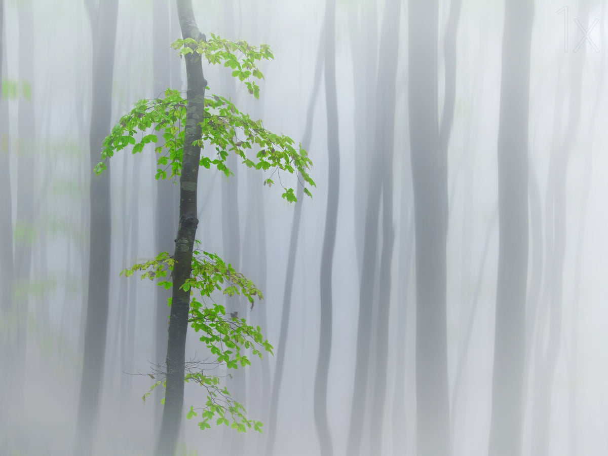 the fog and leaves Poster och Canvastavla