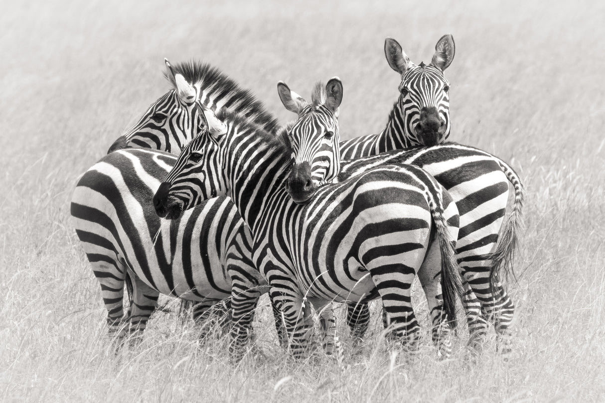 Zebras Poster och Canvastavla