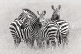 Zebras Poster och Canvastavla