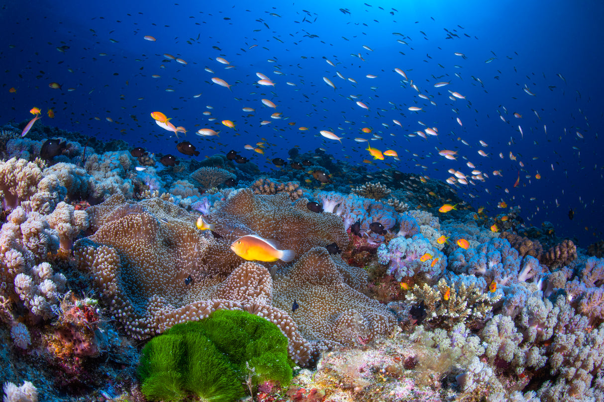 Anemon and Anthias Poster och Canvastavla