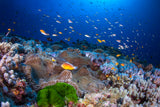 Anemon and Anthias Poster och Canvastavla