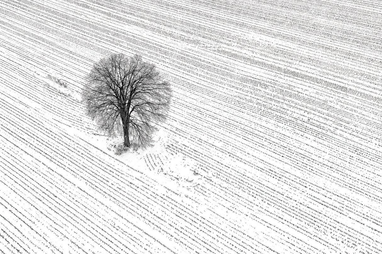 The Bare Tree Poster och Canvastavla