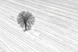 The Bare Tree Poster och Canvastavla