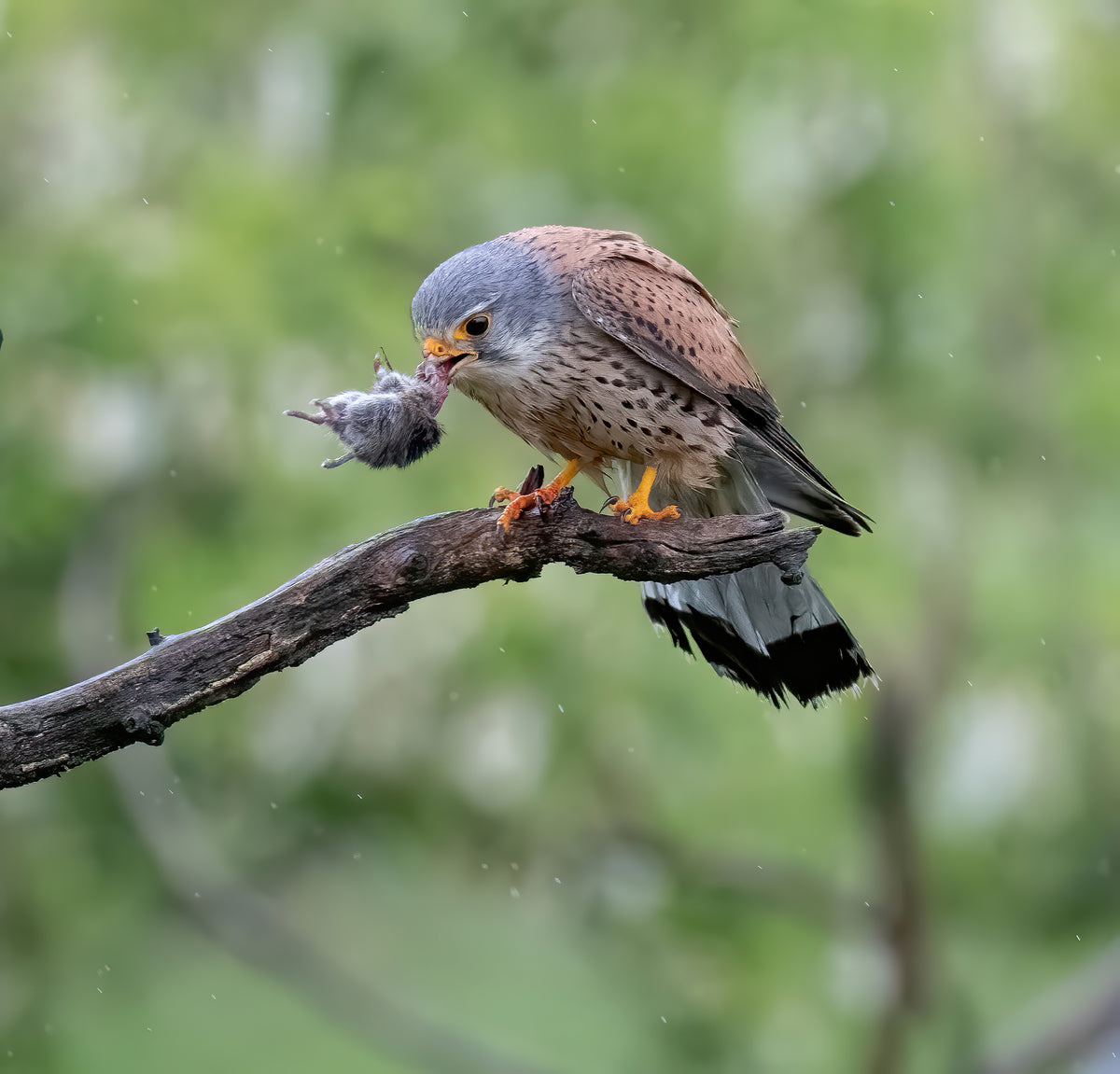 Kestral with prey Poster och Canvastavla