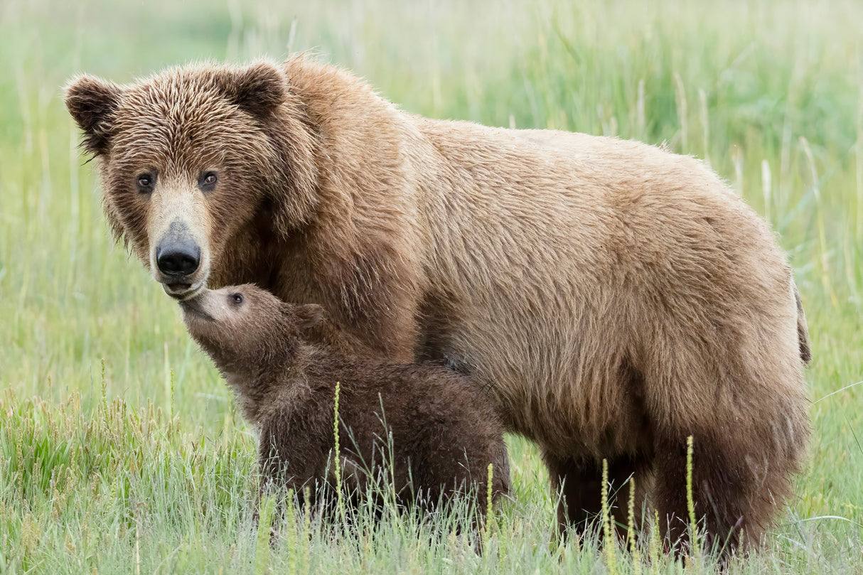Mother Bear and Cub Moment Poster och Canvastavla