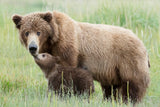 Mother Bear and Cub Moment Poster och Canvastavla