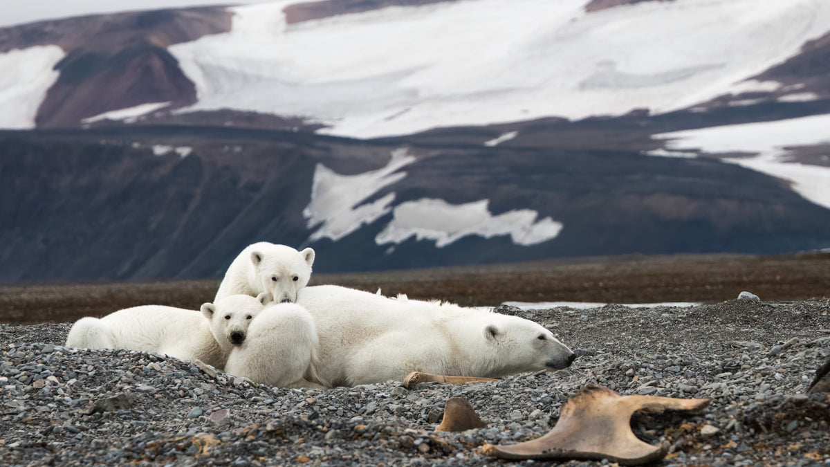 The Bear Family Poster och Canvastavla