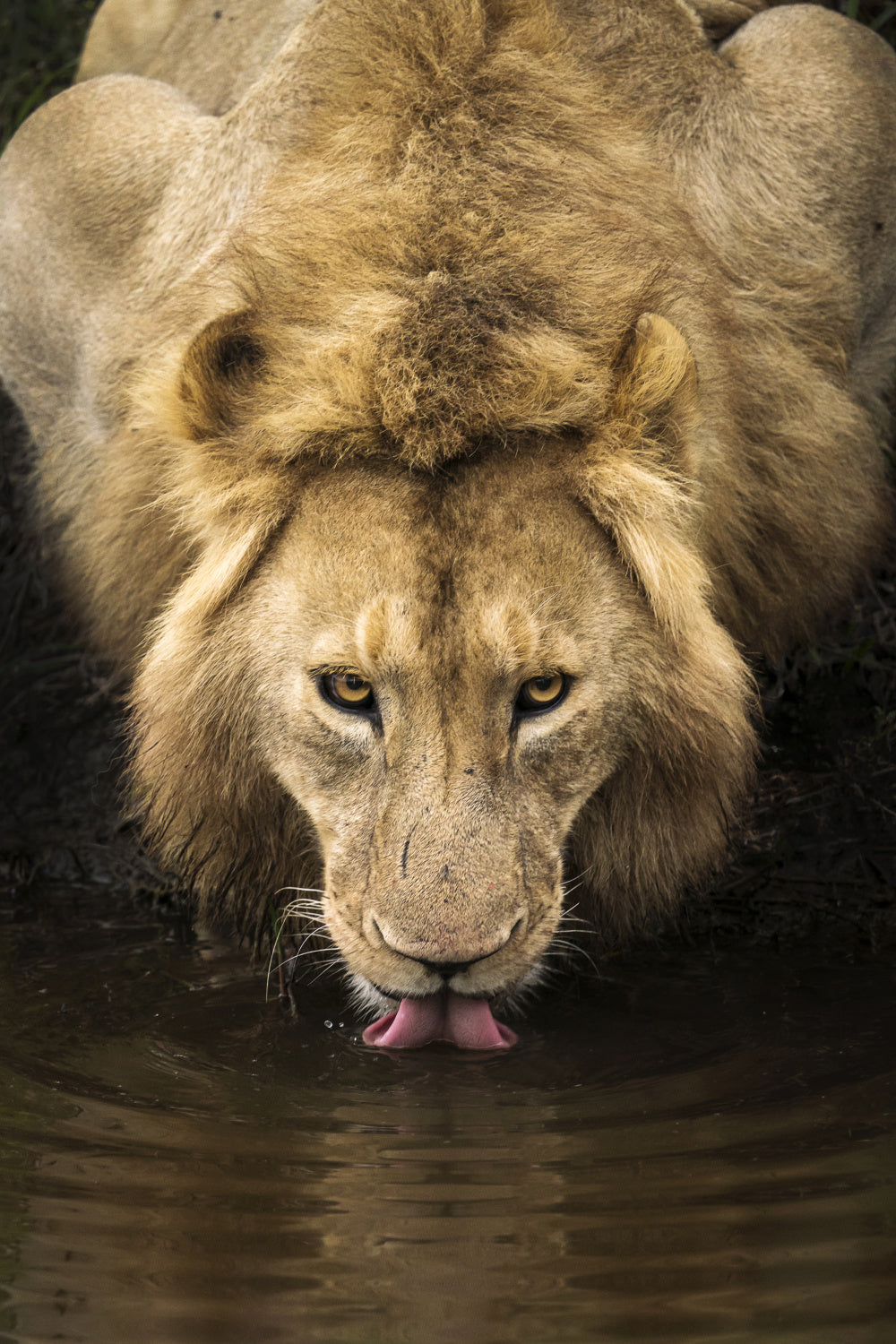 The Lion Poster och Canvastavla