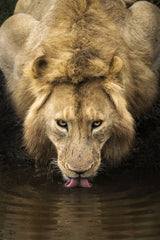 The Lion Poster och Canvastavla