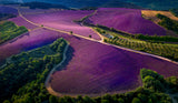 Provence Ultra Purple Poster och Canvastavla