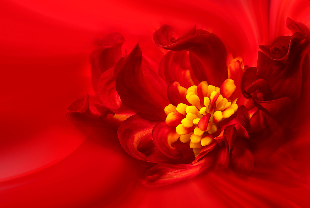 Yellow Stamen Poster och Canvastavla